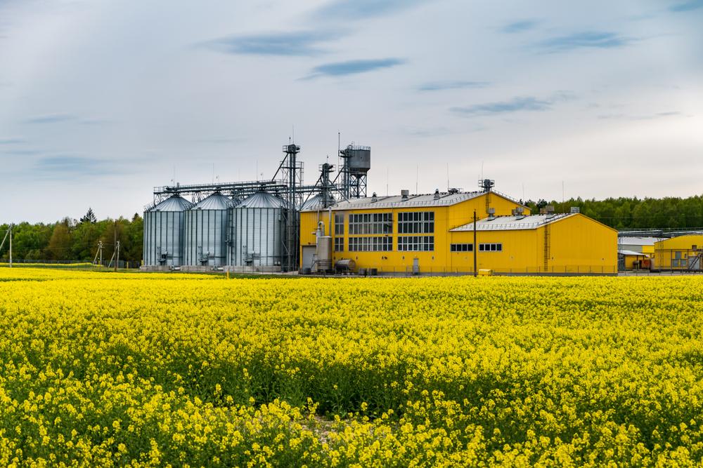 Cum pregătești &icirc;nființarea culturii de rapiță. Sfaturi pentru alegerea hibrizilor de rapiță