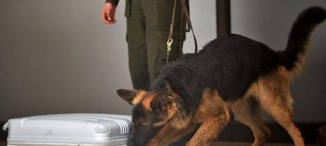 Un câine polițist decorat cu o medalie de aur pentru curajul său. Becca a fost înjunghiat de un atacator cu un cuțit de 25 cm