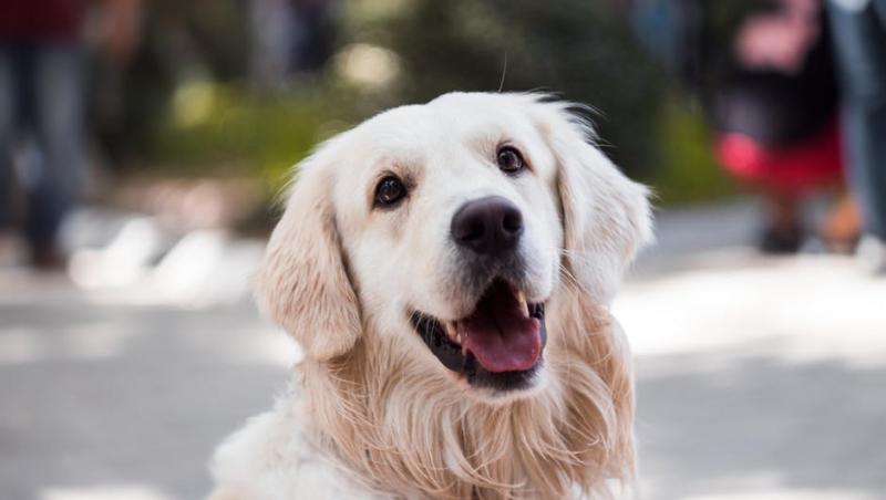 Terapia cu câini pentru deţinuţi! Un nou program naţional! Cum ajută această interacțiune grupurile de risc