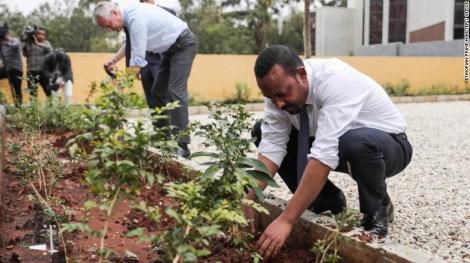 Record în Etiopia! Peste 350 de milioane de copaci au fost plantați în 12 ore