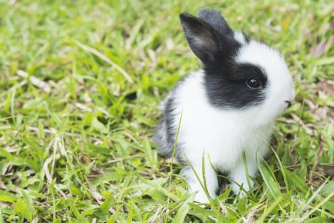 11 curiozități despre iepuri. Le știai?