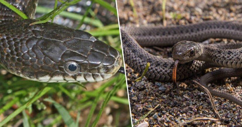 Un bărbat a fost mușcat de un șarpe, așa că a mușcat și el șarpele la r&acirc;ndul său. &Icirc;n urma acestei &icirc;nt&acirc;mplări, bărbatul a ajuns la terapie intensivă