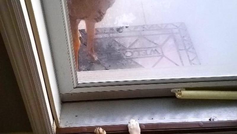 În timpul unei furtuni, o femeie a găsit trei pui de căprioară ascunși în sufrageria ei