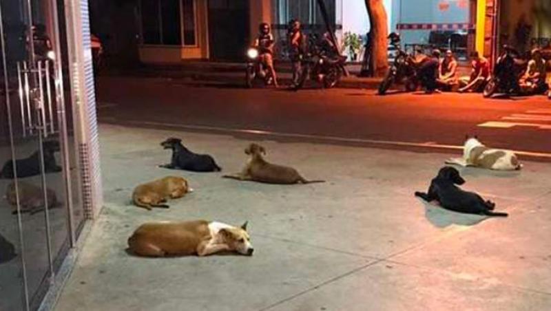 Mai mulți câini au stat nemișcați ore în șir în fața unui spital așteptând un bărbat fără adăpost care avea grijă de ei