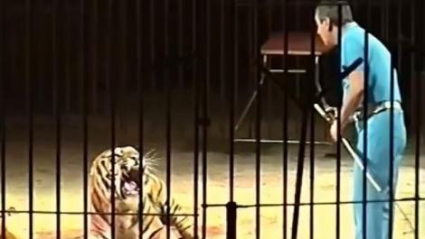 Un dresor de circ italian a fost ucis de patru tigri. Felinele l-au sfârtecat în timpul repetițiilor