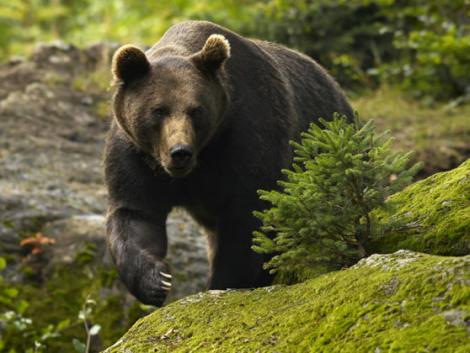 Jandarmeria Suceava, precizări după dispariţia ursului împuşcat: Când jandarmul s-a întors, ursul nu mai era