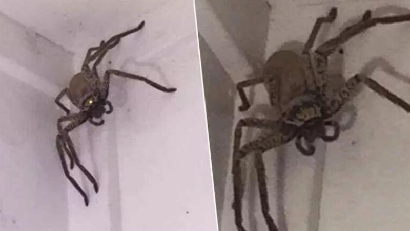 O femeie a anunțat terifiată autoritățile după ce a găsit în casa ei un păianjen de vânătoare uriaș - FOTO