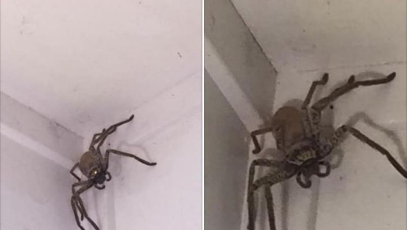O femeie a anunțat terifiată autoritățile după ce a găsit în casa ei un păianjen de vânătoare uriaș - FOTO