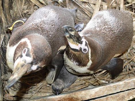 Doi pinguini "gay" de la Grădina Zoologică din Berlin au adoptat un ou abandonat - FOTO