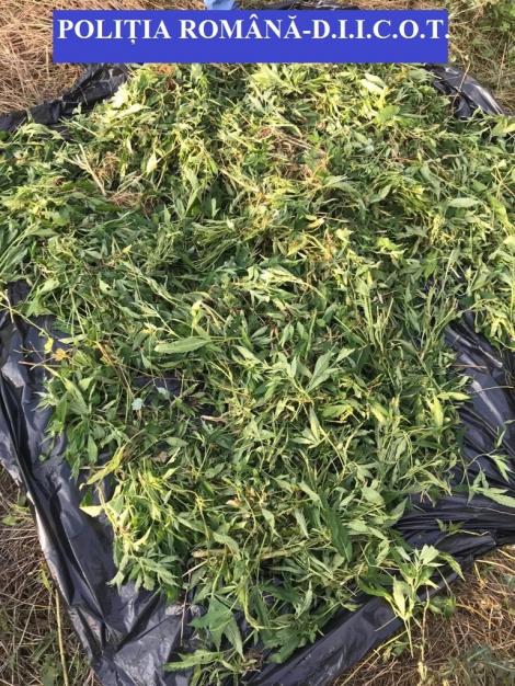 Vâlcea: 16 percheziţii la persoane bănuite de trafic de droguri de risc; au fost descoperite cinci plantaţii de cannabis