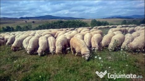 Rasele de oi din România și care sunt cele mai rentabile