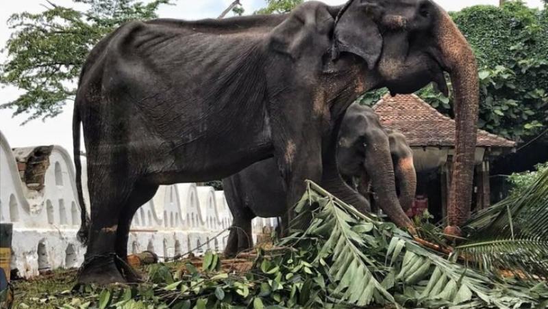 FOTO - Fotografii devastatoare au apărut pe internet arătând un elefant într-o stare deplorabilă obligat să participe la Festivalul Perahera din Sri Lanka din acest an