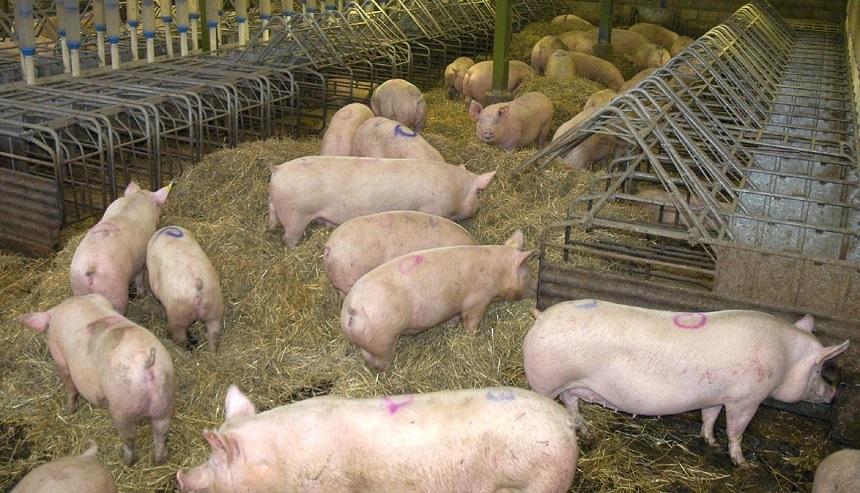 Sute de porci din două localităţi din judeţul Galaţi vor fi sacrificaţi, după ce s-a confirmat pesta porcină &icirc;n trei gospodării