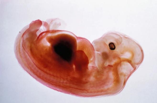 Un hibrid &icirc;ntre om și maimuță a fost creat &icirc;n China! Scandal imens &icirc;ntre oamenii de știință! La ce ar putea fi folosite exemplarele