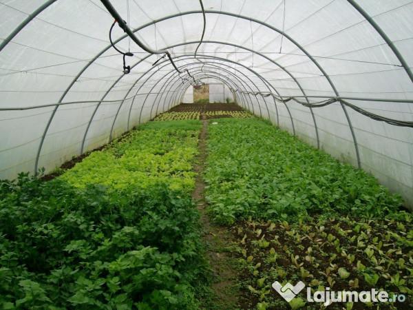 Aceștia sunt pașii spre construirea simplă a unui solar de legume durabil