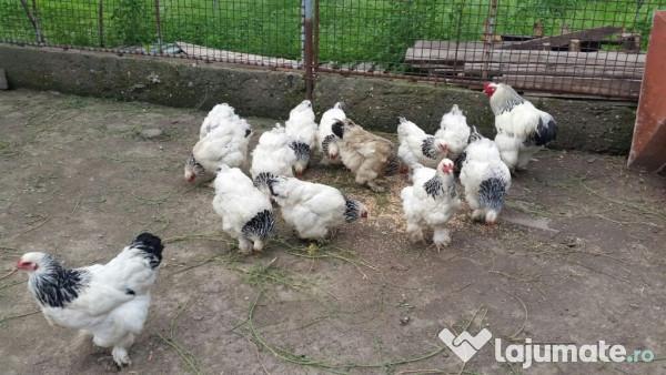Animale domestice: de ce porcii, păsările și vacile sunt cele mai prezente în ograda gospodarului român