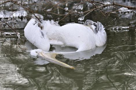 Alertă pe Dunăre! Zeci de păsări au murit în mod inexplicabil! Ce se întâmplă în zonă