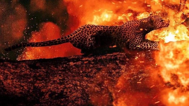 Noi imagini catastrofale. Animalele ard de vii în incendiile din Amazon. Video