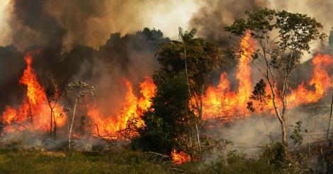 Dezastru! Incendiile de pădure sunt scăpate de sub control: 20% din oxigenul Planetei vine din Amazon