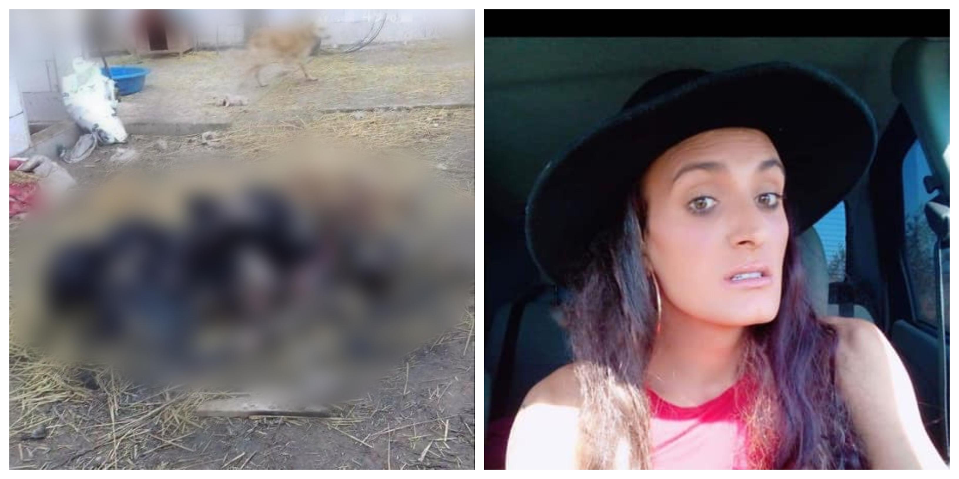 C&acirc;ini mutilați de vii și bătuți p&acirc;nă la moarte de un travestit &icirc;ntr-un adăpost care funcționează ilegal!