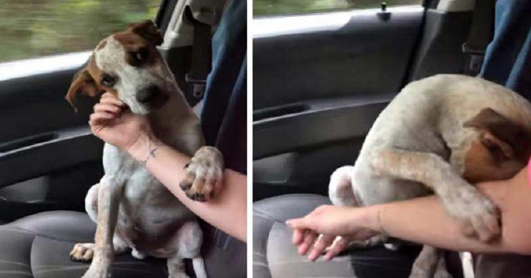 Video - Gestul dureros făcut de un cățel pentru stăp&acirc;na lui care l-a salvat! "Mi-a sf&acirc;şiat inima!"