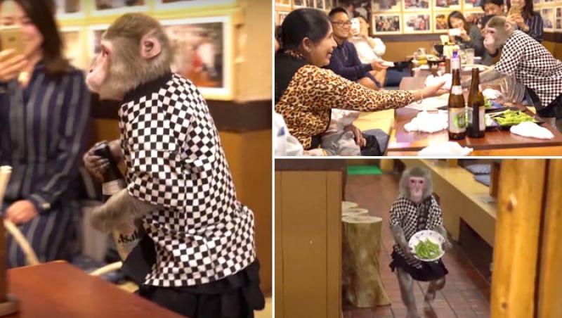 E real! Maimuțele au mai mult chef de treabă decât angajații! Un restaurant din Japonia a angajat maimuțe care servesc la masă!