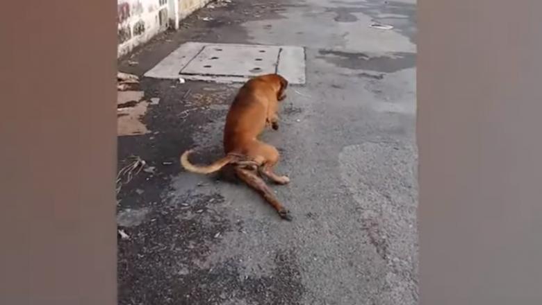Video - De necrezut!  Acest câine se preface că are un picior rupt pentru a primi mâncare și iubire de la oameni!