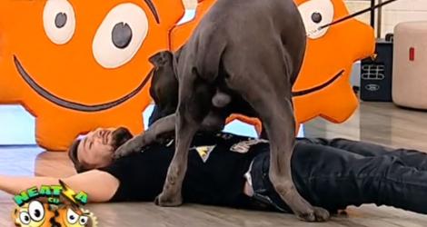 Dani Oțil, atacat de un câine uriaș chiar în timpul emisiunii! Ce a pățit