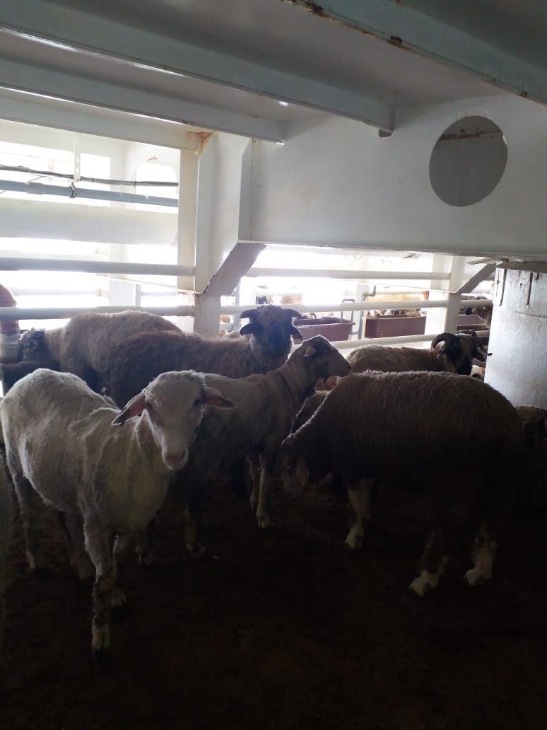 Ministerul Agriculturii: La finalul călătoriei navei Al Shuwaikh, cu 66.000 ovine, s-a &icirc;nregistrat un procent al mortalităţii de 0,5 % din totalul animalelor &icirc;mbarcate, &icirc;n limite legale