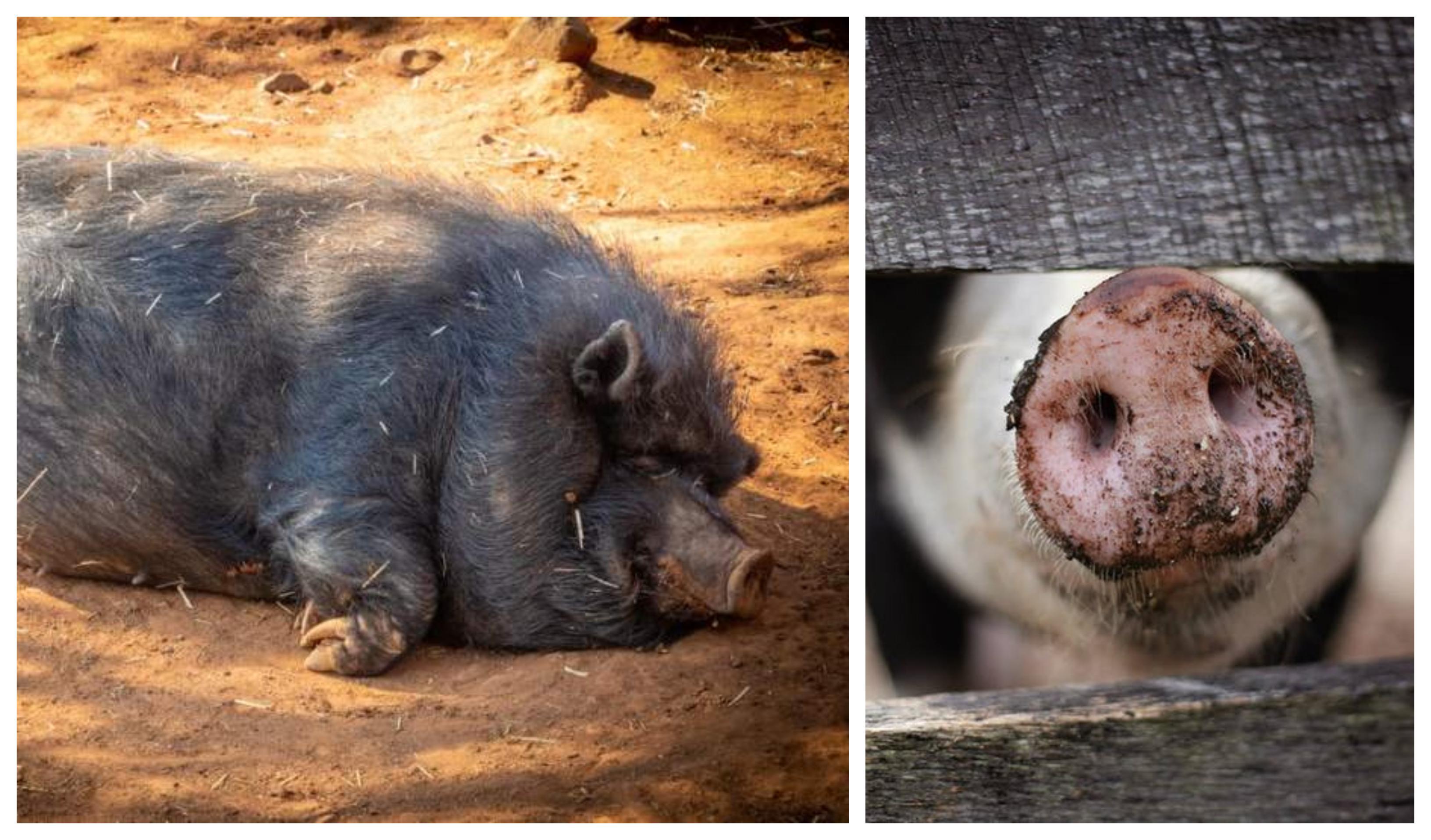 Modalitățile de transmitere a virusului pestei porcine africane. Cum &icirc;ți poți păzi animalele de boală