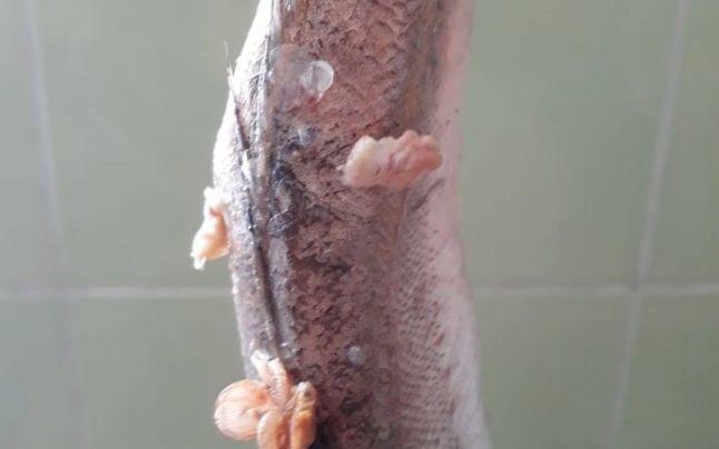 Peşte cu viermi și alte alimente periculoase, la o grădiniță! Dezvăluiri scandaloase!