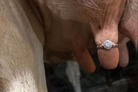 A pus un inel de logodnă pe… ugerul unei vaci, ca să își ceară în căsătorie iubita! Imaginea face senzație pe internet! Foto
