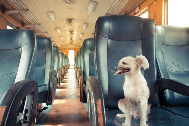 Cum transporți animalele de companie cu trenul? Regulile CFR Călători