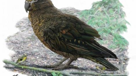 Descoperire fascinantă în Noua Zeelandă. Au fost găsite rămășițele unui papagal gigant de un metru
