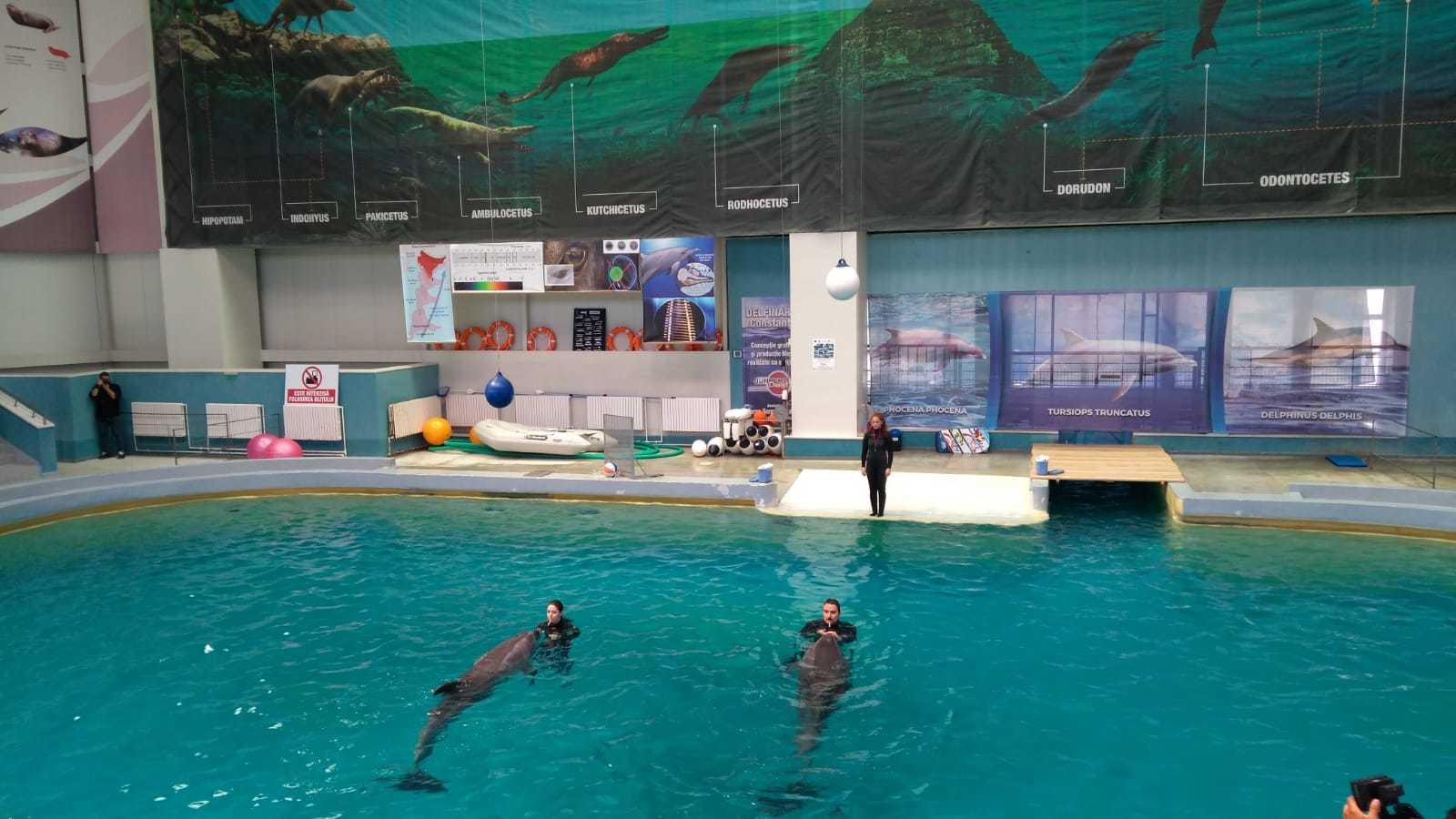 Delfinariul din Constanţa va fi extins. Investiţia este de 5,6 milioane de euro