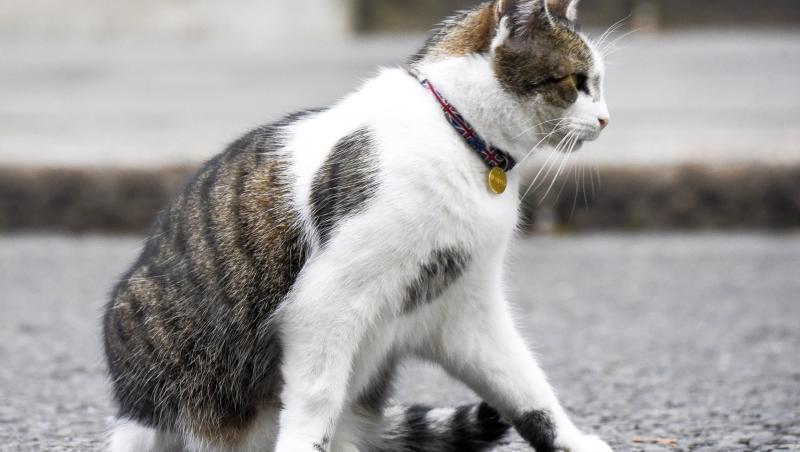 Să-l cunoaștem pe Larry, pisica prim-miniștrilor din Marea Britanie. Foto inedite