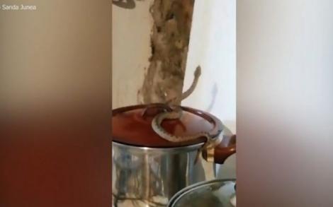 S-a trezit cu o viperă  în bucătărie. „S-au înmulţit foarte mult aici, toată lumea spune că intră şi în case”  VIDEO