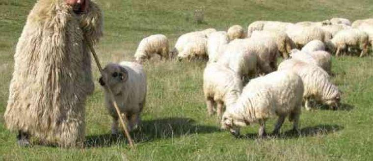 Un cioban a fost găsit mort după ce a căzut cu capul &icirc;n jar. Polițiștii fac cercetări