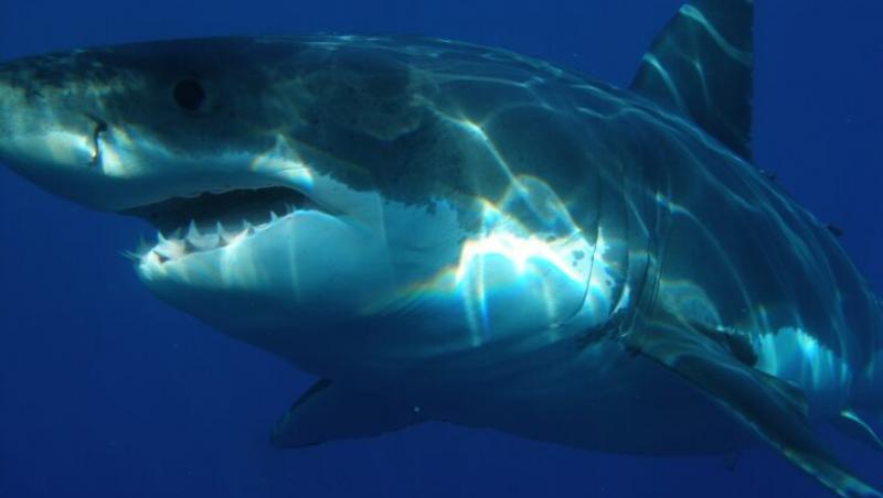 Scene terifiante cu rechinul Marele Alb care își devorează prada într-o baltă de sânge, capturate de turiști - VIDEO