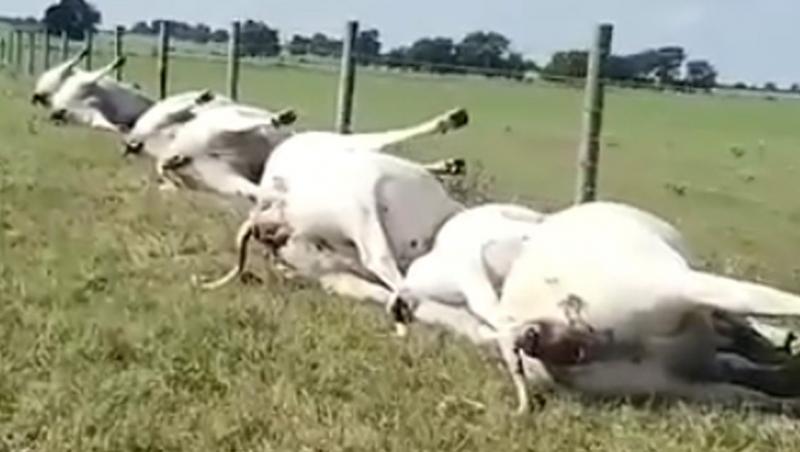 Un fermier a găsit 15 vaci ucise de un fulger pe un câmp! Acestea erau aliniate lângă un gard: „Fiecare vacă avea arsuri pe stomac, arătând cât de puternică era tensiunea”