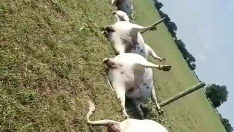 VIDEO | Un fermier a găsit 15 vaci ucise de un fulger pe un câmp! Acestea erau aliniate lângă un gard: „Fiecare vacă avea arsuri pe stomac, arătând cât de puternică era tensiunea”