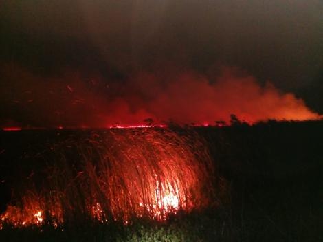 Incendiul din Delta Dunării, de la Mila 23, a fost stins