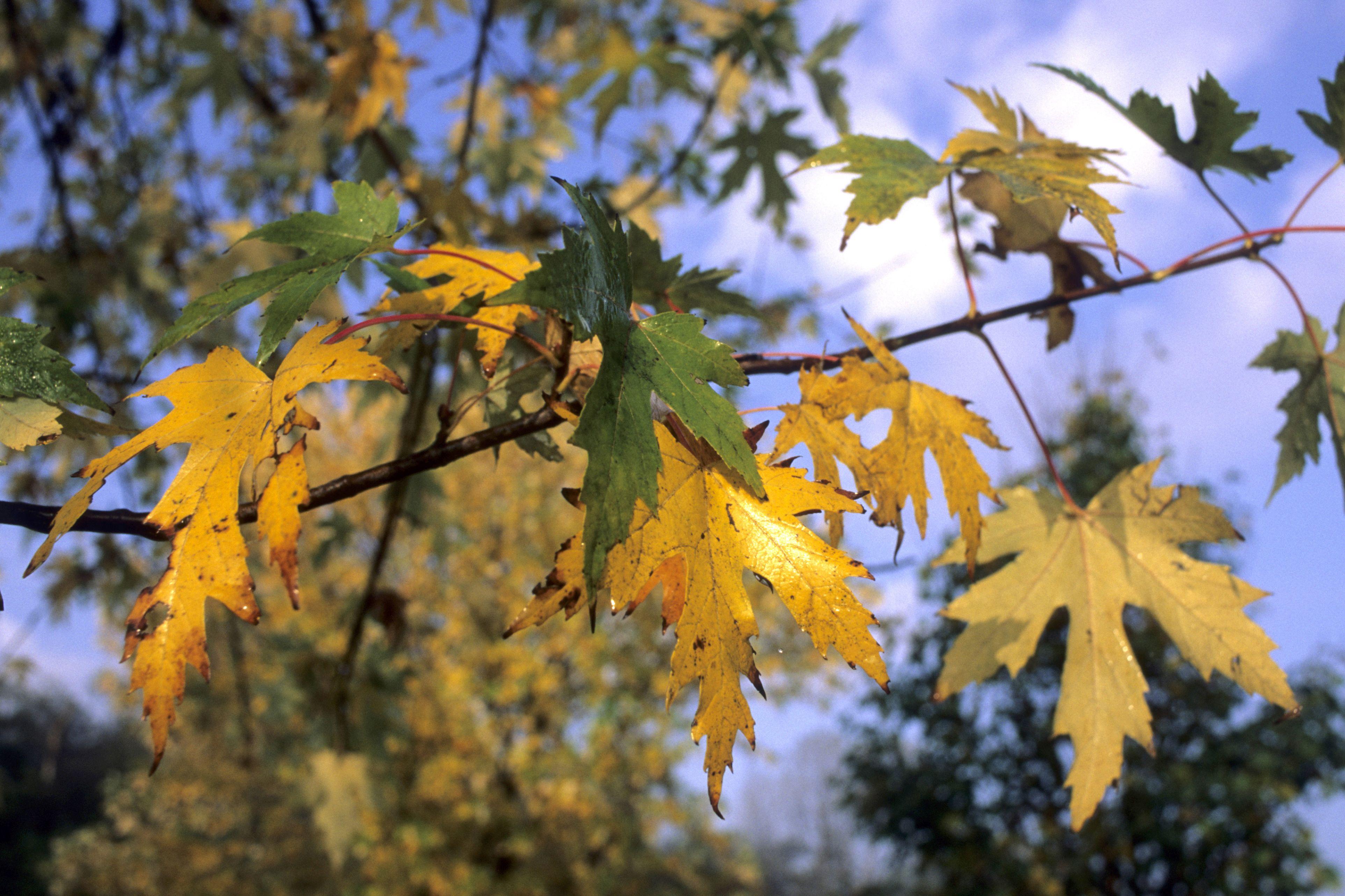 Vremea 16 septembrie. Temperaturile răm&acirc;n ridicate &icirc;n cea mai mare parte a țării