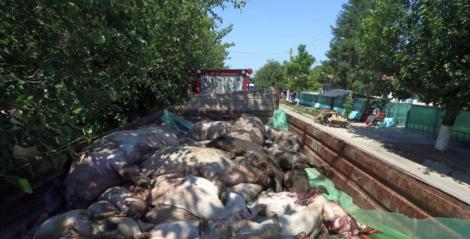 Pesta porcină afectează din nou România. Animale sacrificate în Vrancea pentru a stopa răspândirea