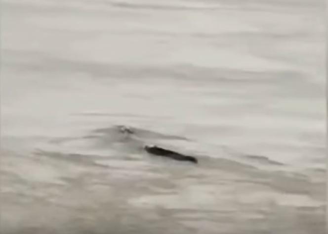Video. O creatură misterioasă a fost filmată pe un lac: &bdquo;Am văzut-o și nu este vreun pește uriaș! Are 20 de metri și se mișcă ciudat&rdquo;