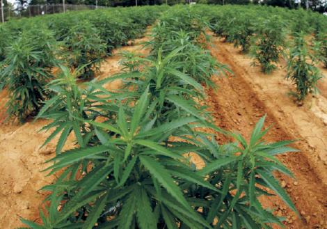 Video - Țara care s-a apucat de plantat cannabis în locul legumelor. „Aceasta este o afacere profitabilă, unde nu e nevoie de multă muncă grea şi are un viitor”