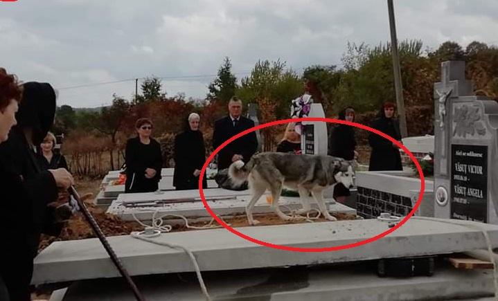 Dragoste adevărată! C&acirc;inele unui bărbat din Satu Mare nu s-a dezlipit de morm&acirc;ntul stăp&acirc;nului său!