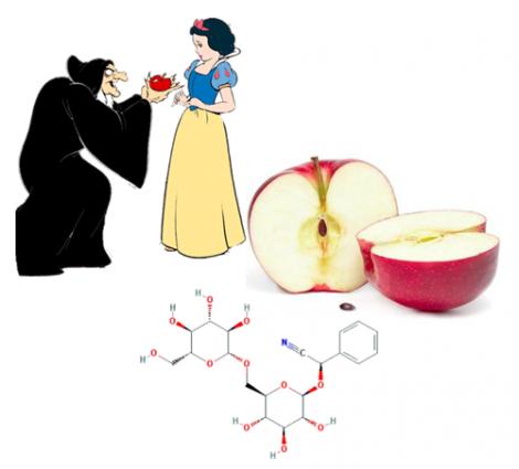 Dovedit științific! Otrava din mărul Albei ca Zăpada există și te poate omorî oricând!