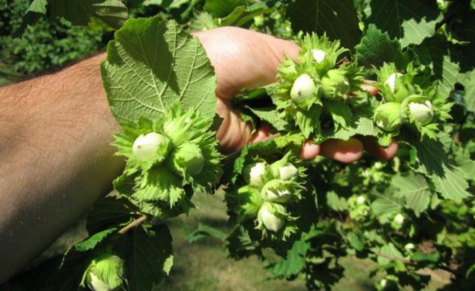 Căldura excesivă a afectat grav plantațiile rom&acirc;nești! Paguba uriașă de pe piața alunelor de cultură sărăcește rom&acirc;nii