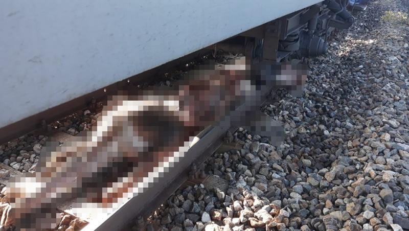 Imagini cu puternic impact emoțional! Un tren de pasageri, care mergea spre Bistrița, a lovit 13 vaci